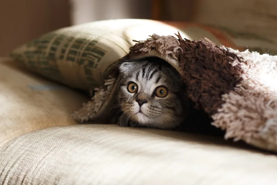 Cat-friendly zóna